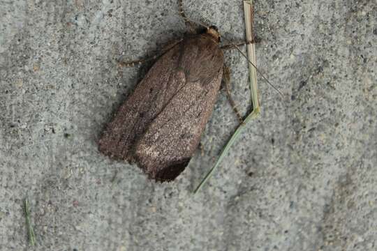 Image of mouse moth