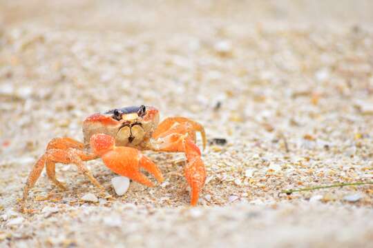 Image of Gecarcinus lateralis (Guérin 1832)