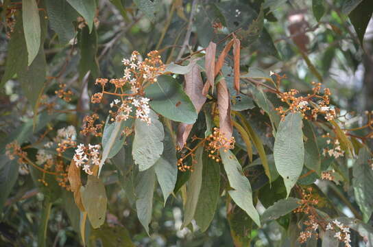 Image of Nectandra oppositifolia Nees & Mart. ex Nees