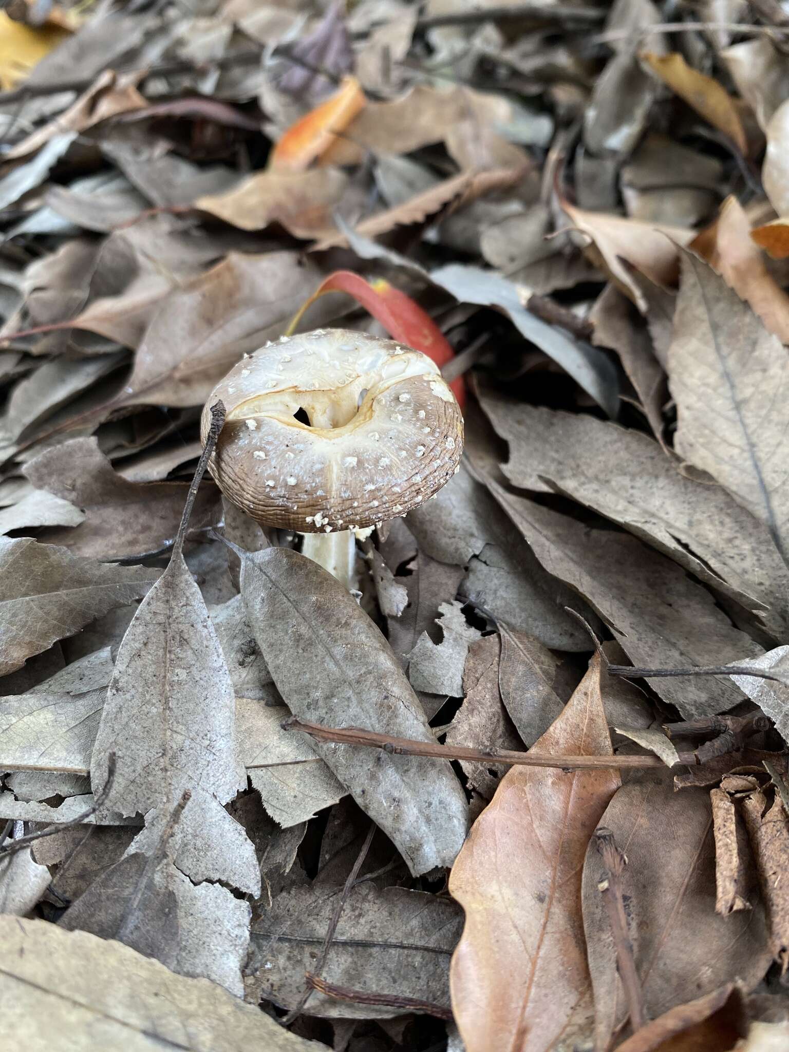 Слика од Amanita sychnopyramis Corner & Bas 1962