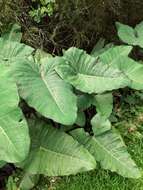 Image of arrowleaf elephant's ear