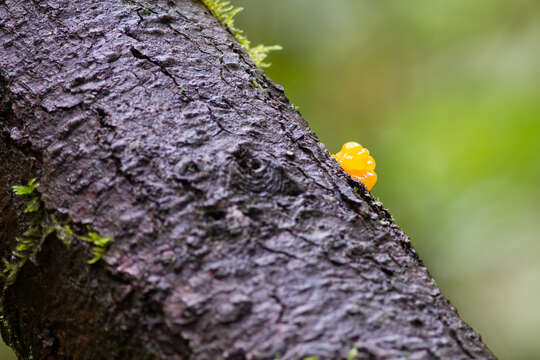 Image of Orange jelly spot