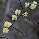 Image of early wattle