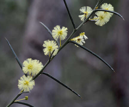 Image of early wattle