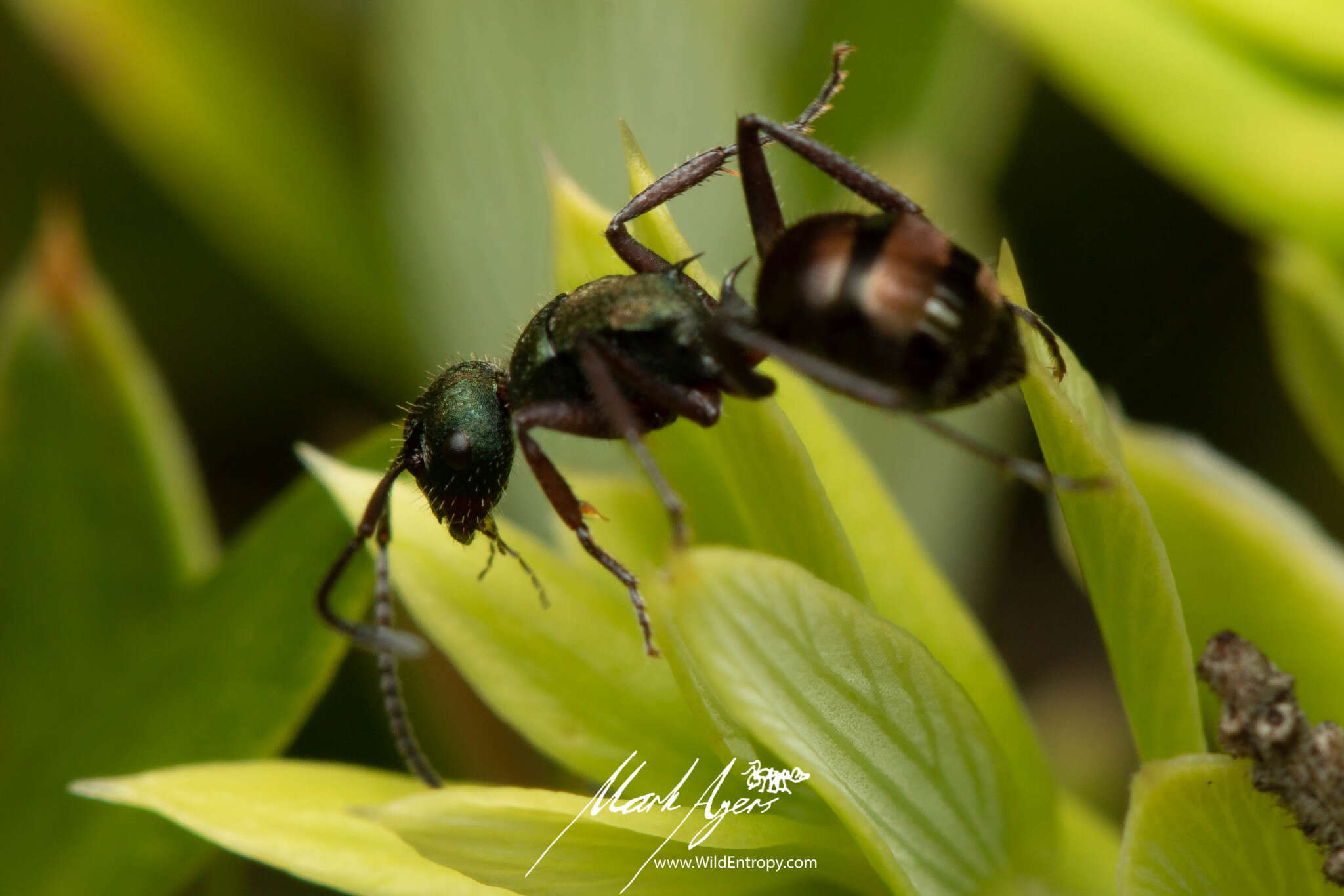 Image of Polyrhachis lydiae Forel 1902