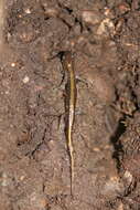 Image of Ambystoma macrodactylum Baird 1850