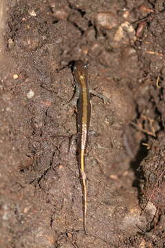 Image of Ambystoma macrodactylum Baird 1850