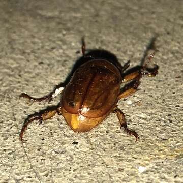 Image of Southern Masked Chafer