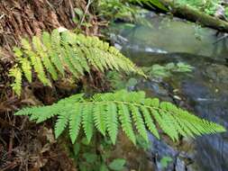 Image of Dudley's swordfern