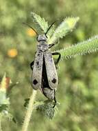 Image of Epicauta (Macrobasis) bipunctata Werner 1958