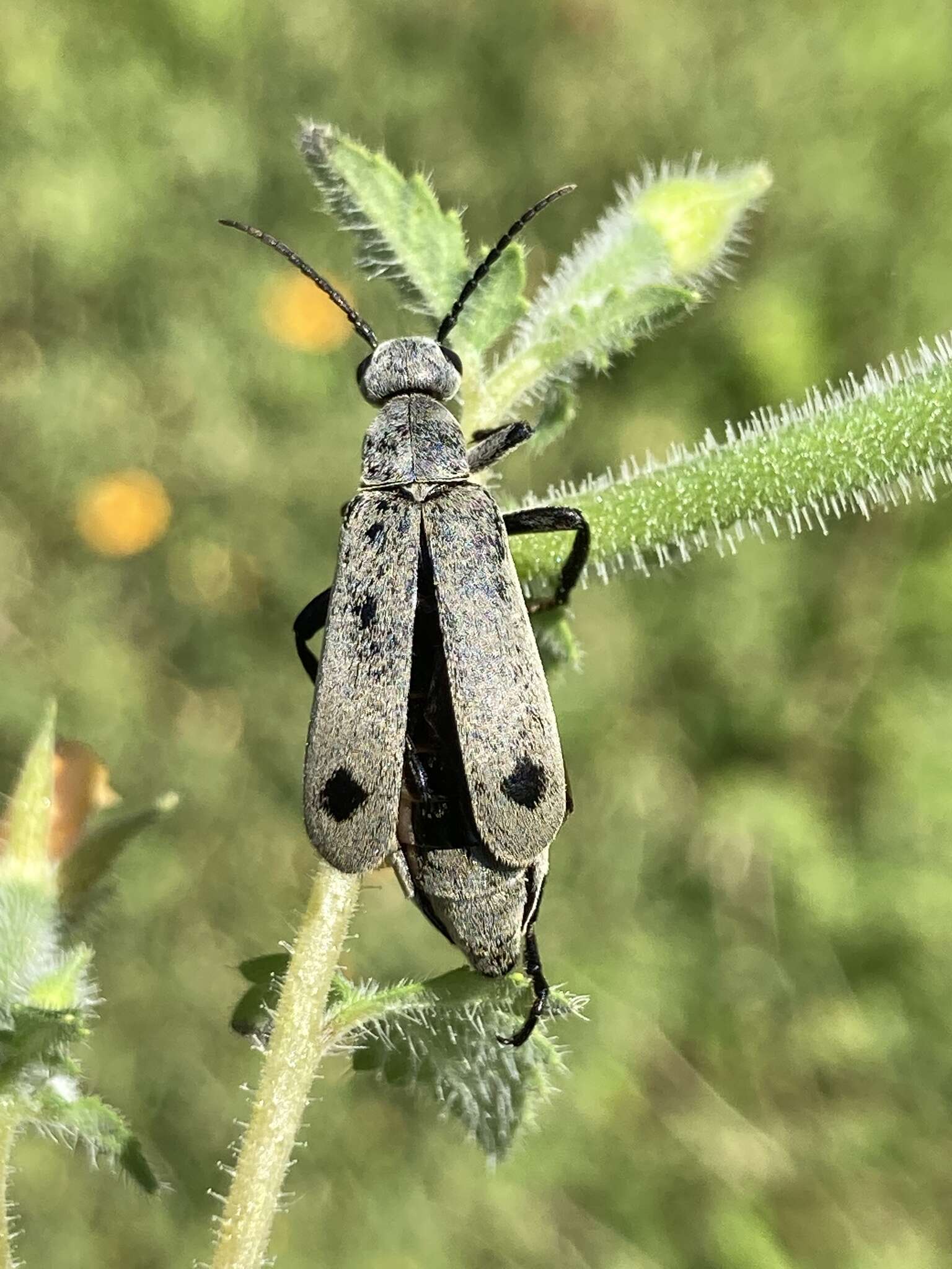 Image of Epicauta (Macrobasis) bipunctata Werner 1958