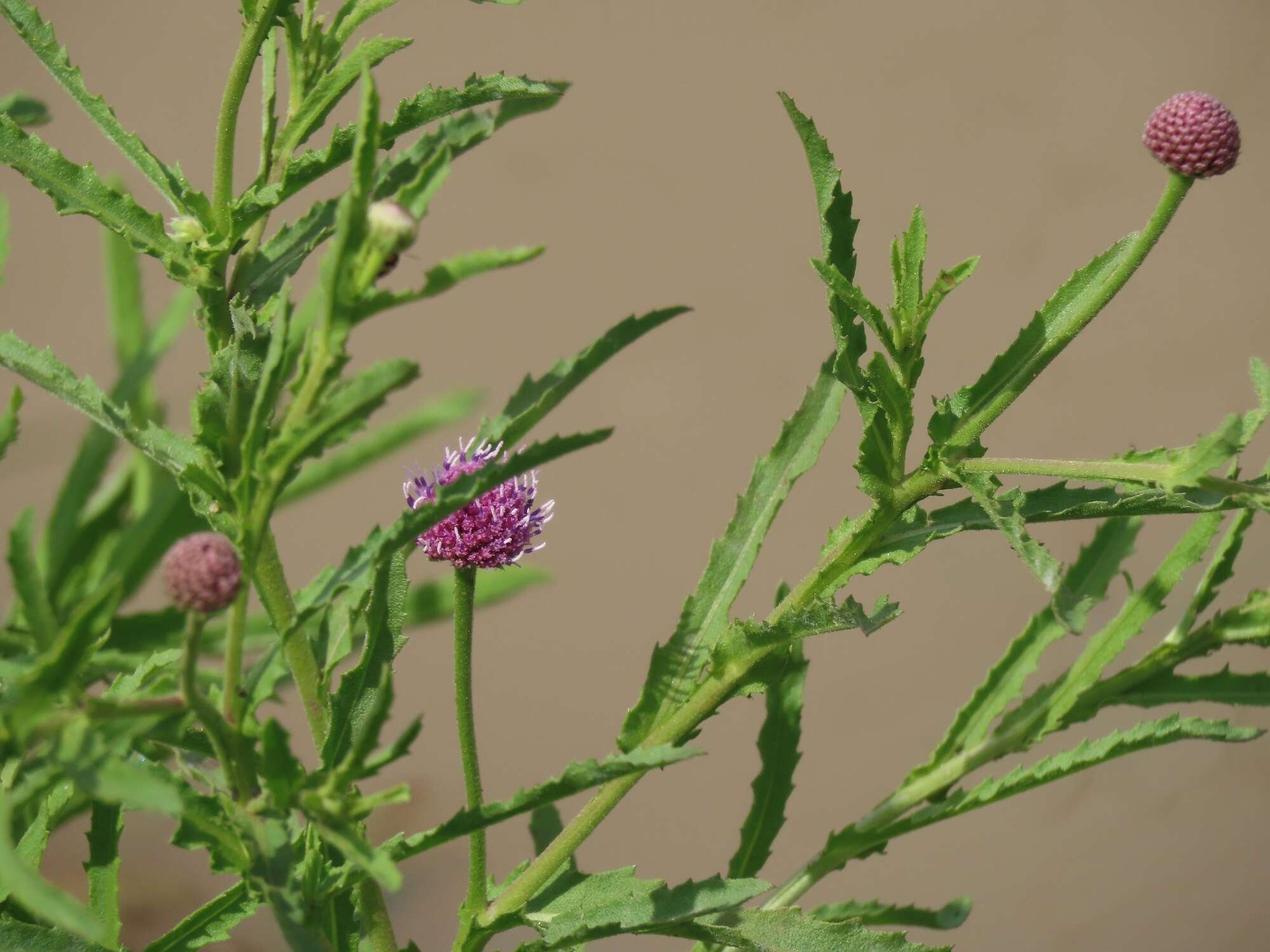 Plancia ëd Sphaeranthus peduncularis DC.