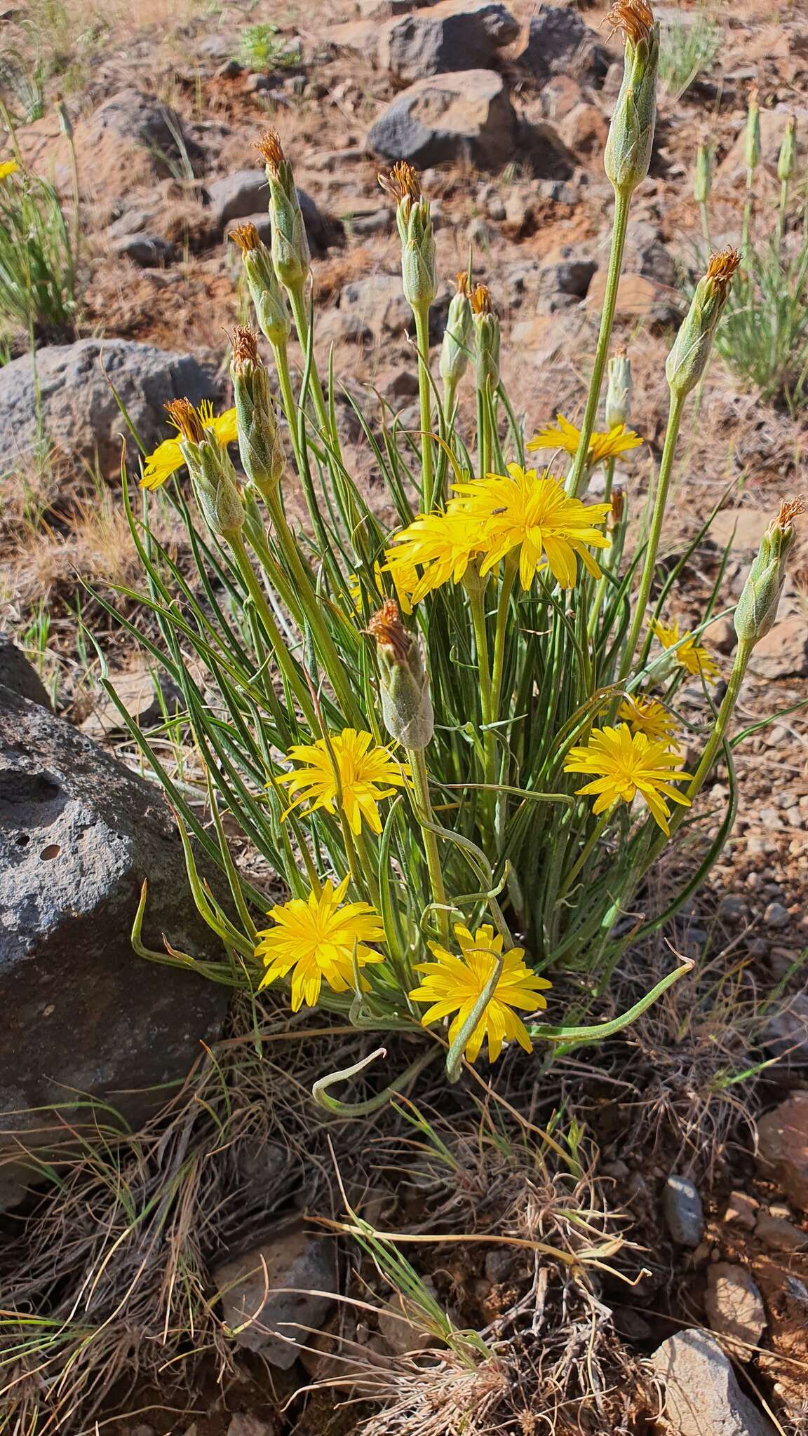 Image of Pseudopodospermum semicanum (DC.) Zaika, Sukhor. & N. Kilian