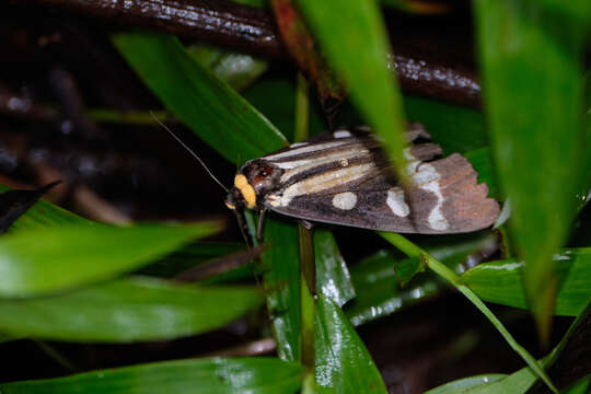 Imagem de Macrobrochis notabilis Kishida 1992