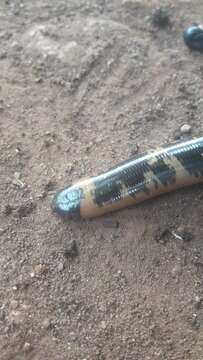 Image of Blotched blind snake