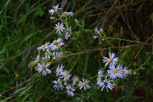 Image de Symphyotrichum puniceum (L.) A. Löve & D. Löve