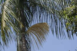 Image of Assai palm