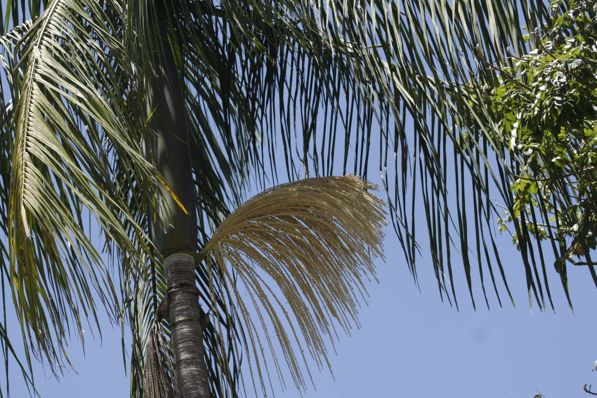 Image of Assai palm