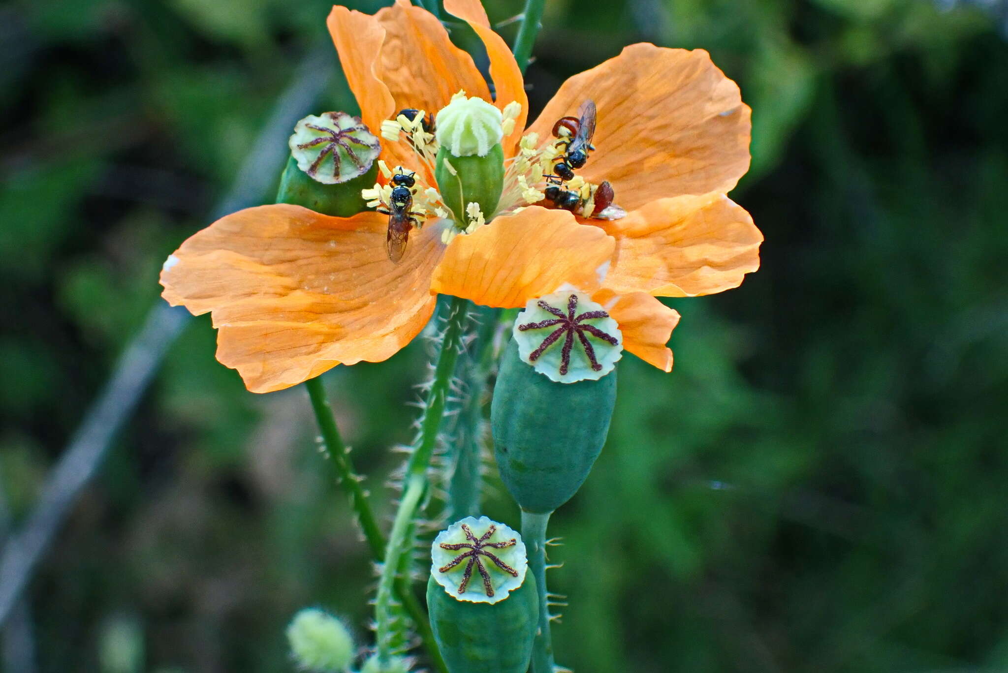 Image of Orange poppy