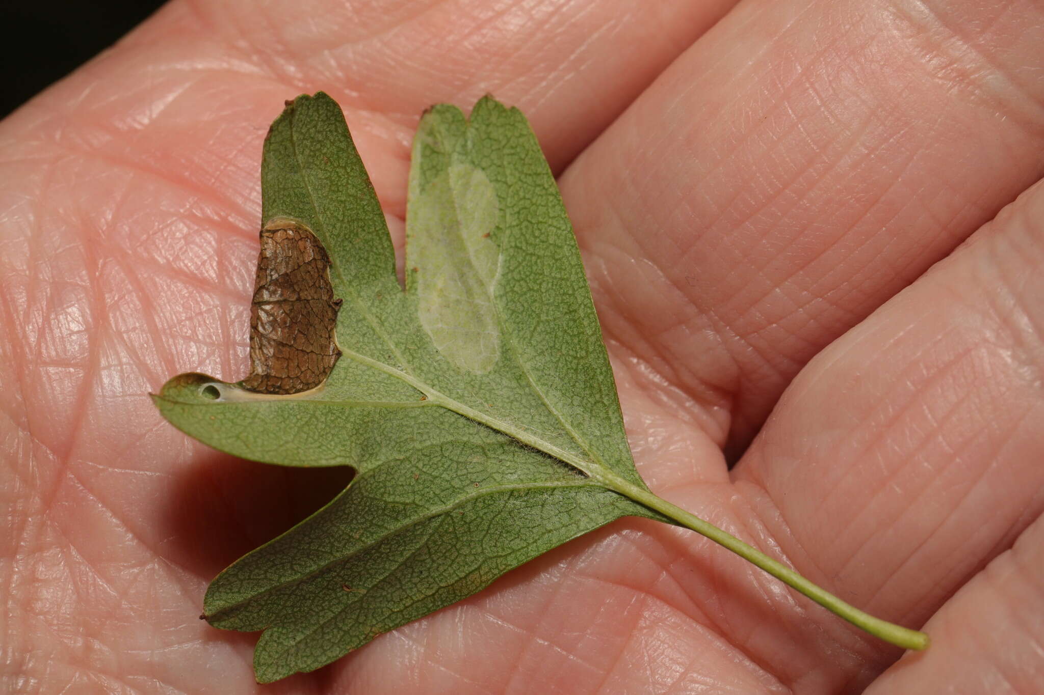 Image of Parornix anglicella (Stainton 1850)