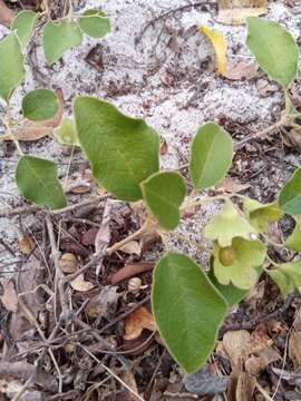 Image of Karomia macrocalyx (Baker) R. Fern.