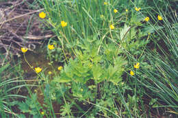 Image of straightbeak buttercup