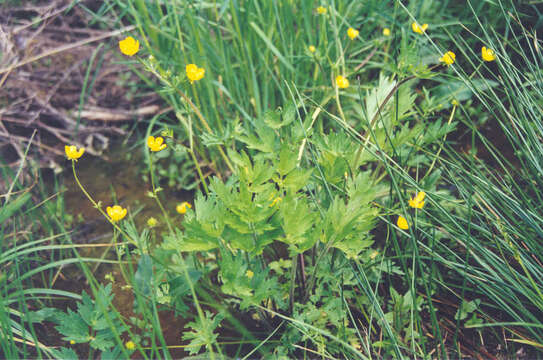 Image of straightbeak buttercup