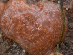 Image of Aplidium nordmanni (Milne Edwards 1841)