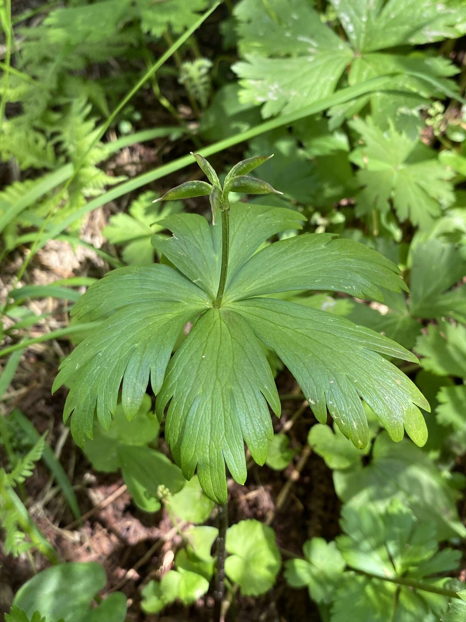 Sivun Eranthis tanhoensis kuva