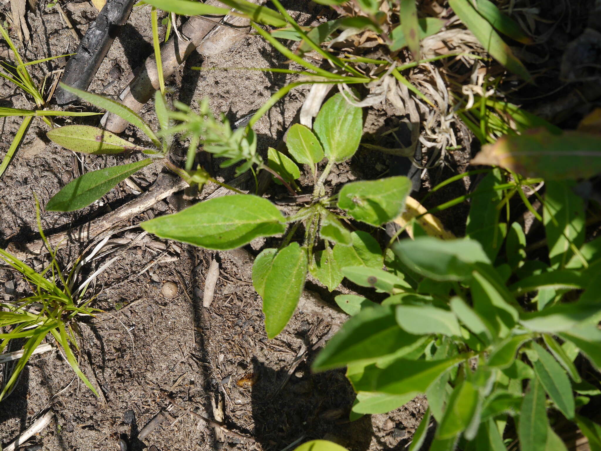 Sivun Viola sagittata var. ovata (Nutt.) Torr. & A. Gray kuva