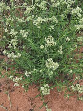 Image of Agathisanthemum bojeri Klotzsch