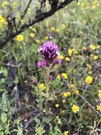 Image of denseflower Indian paintbrush