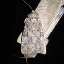 Image of Quivering Dart Moth