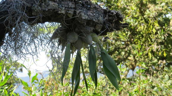 Image of Daffodil orchid