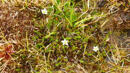 Image of Liparophyllum gunnii Hook. fil.