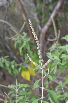 Sivun Buddleja americana L. kuva