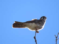 Image of American Kestrel