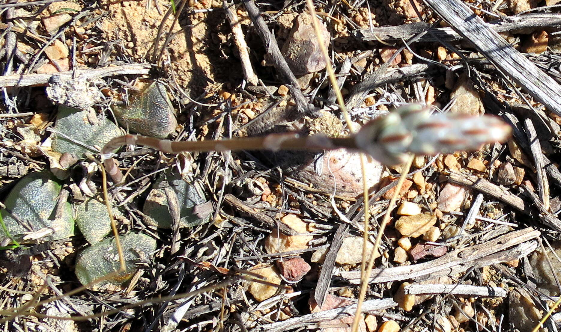 Haworthia bayeri J. D. Venter & S. A. Hammer resmi