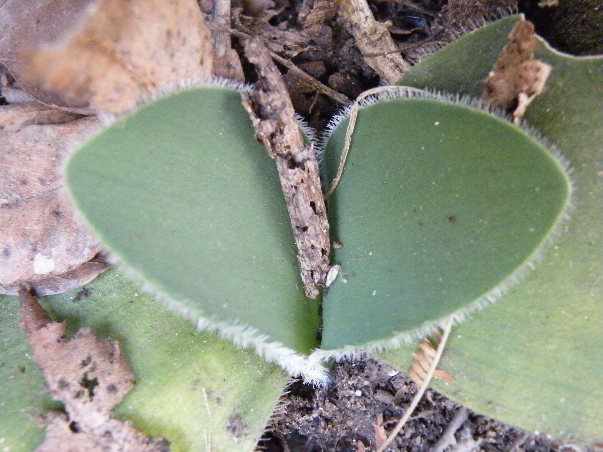 Imagem de Haemanthus humilis Jacq.