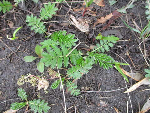 Image de Potentilla tanacetifolia