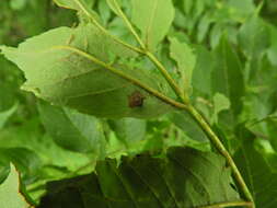 Image of Dasineura fraxinea (Kieffer 1907)