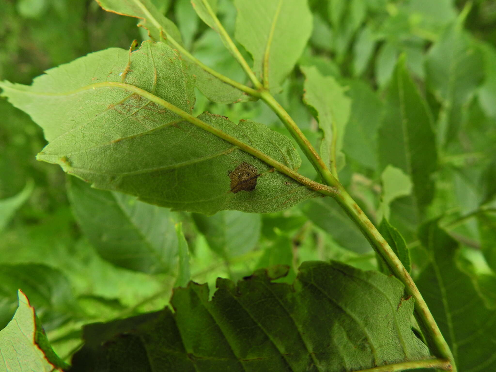 Image of Dasineura fraxinea (Kieffer 1907)