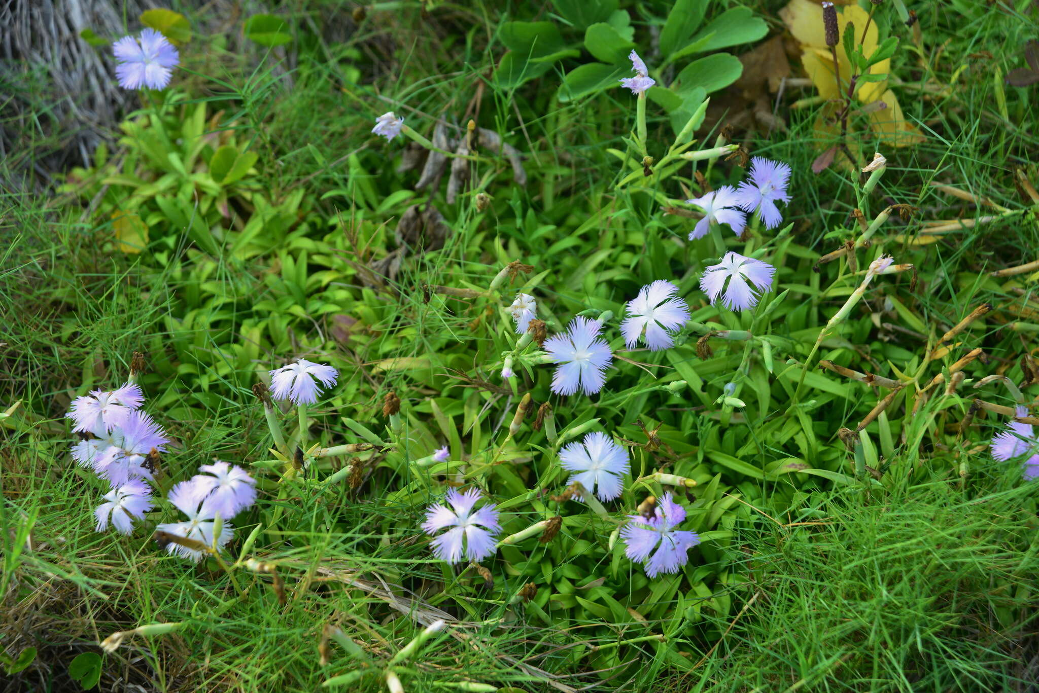 Dianthus longicalyx Miq.的圖片