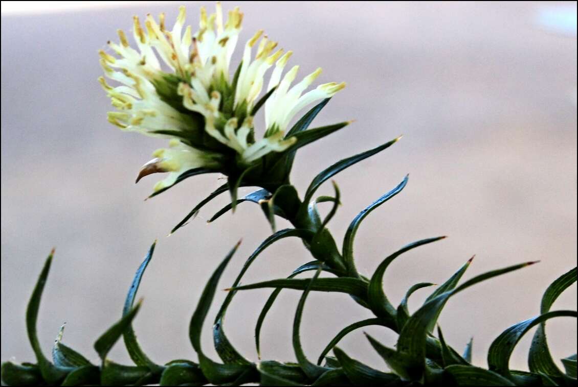 Image of Richea sprengelioides (R. Br.) F. Muell.