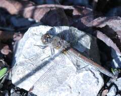 Image of Common Darter