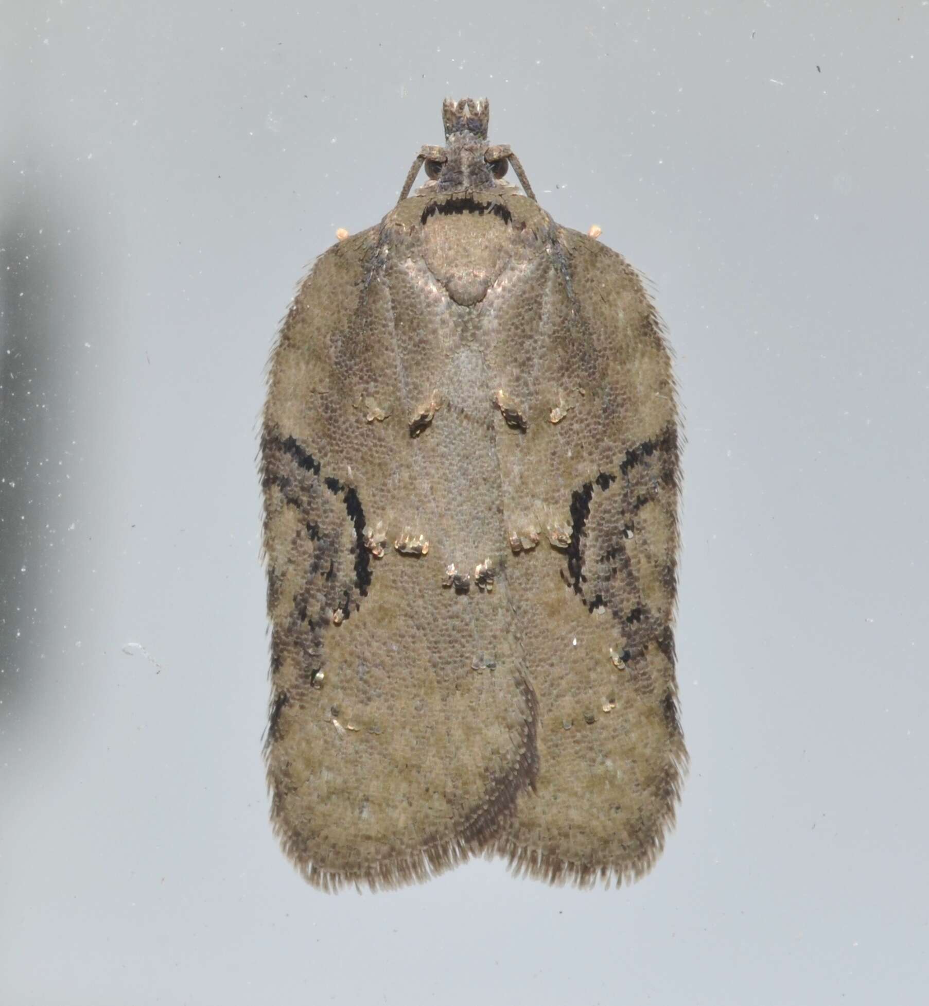 Image of Acleris chalybeana Fernald 1882