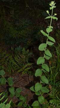 Image of roundleaf thoroughwort