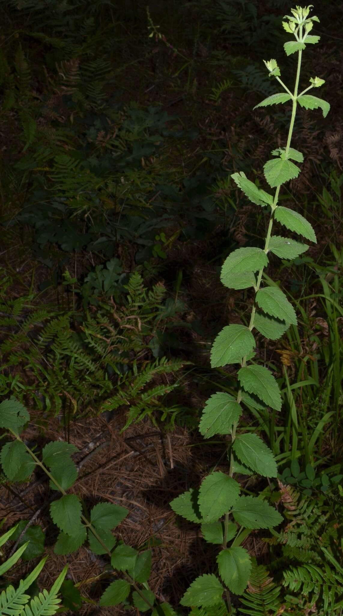 Eupatorium rotundifolium var. scabridum (Ell.) A. Gray resmi