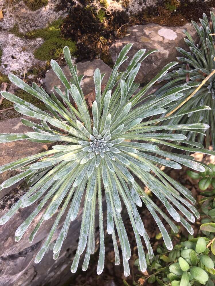 Imagem de Saxifraga longifolia Lapeyr.