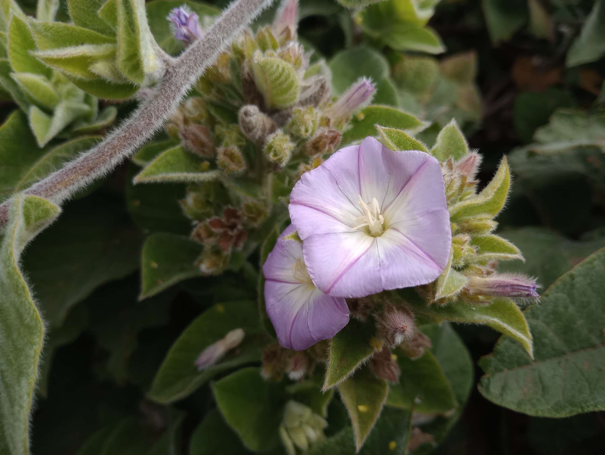 Convolvulus canariensis L.的圖片